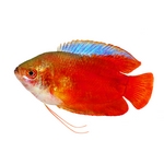 Gourami and Paradise Gourami and Paradise